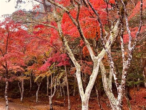 紅葉 風水